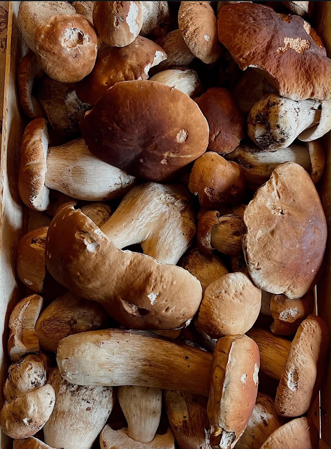 Funghi porcini freschi