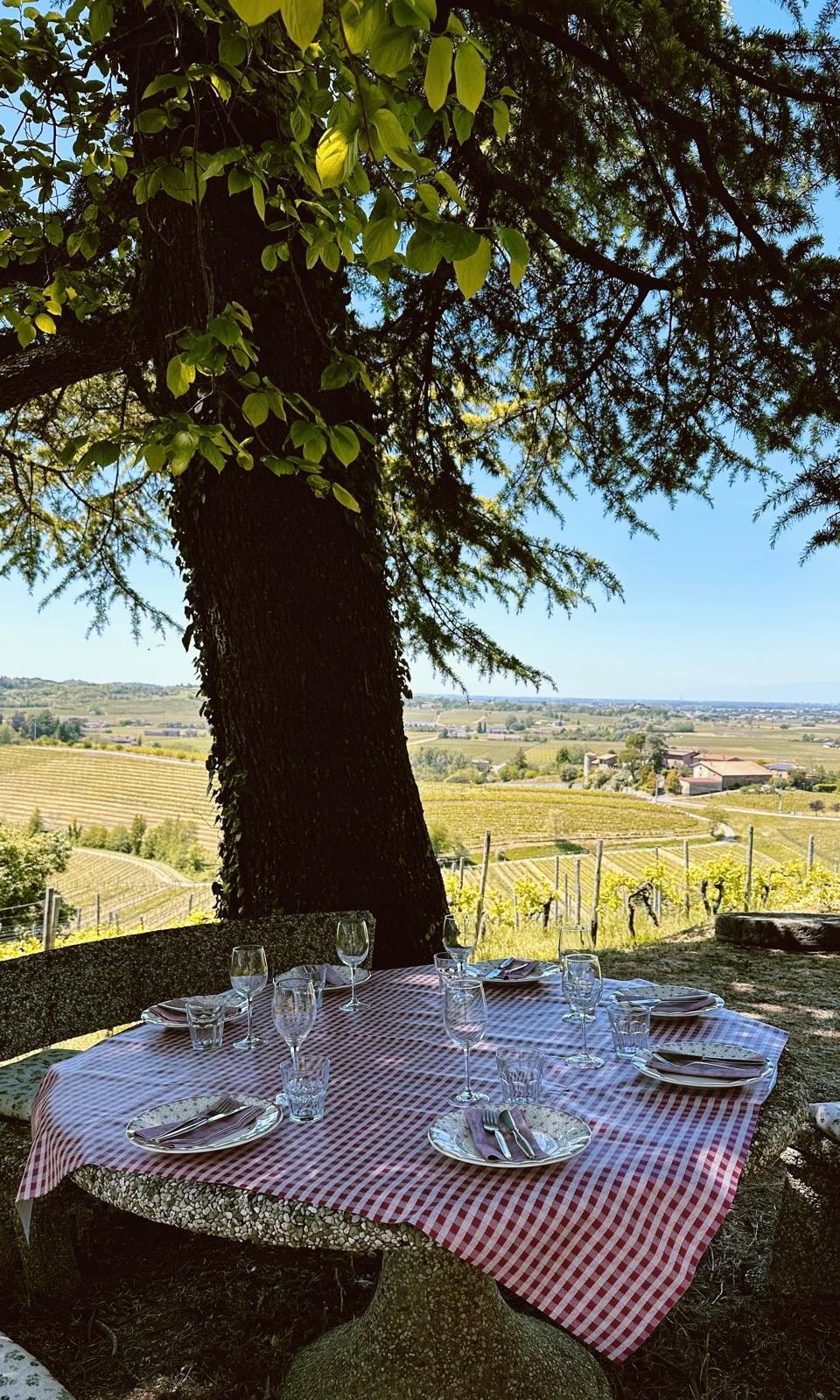 Tavolo apparecchiato sotto il pino con vista sui vigneti